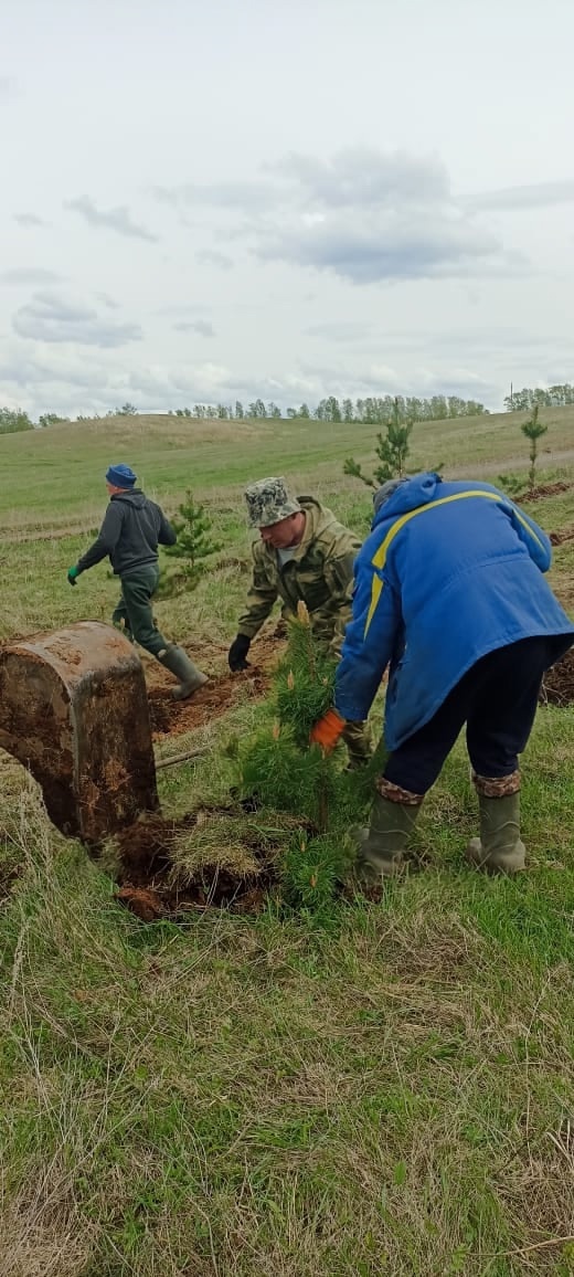 Озеленение в память о подвиге народа
