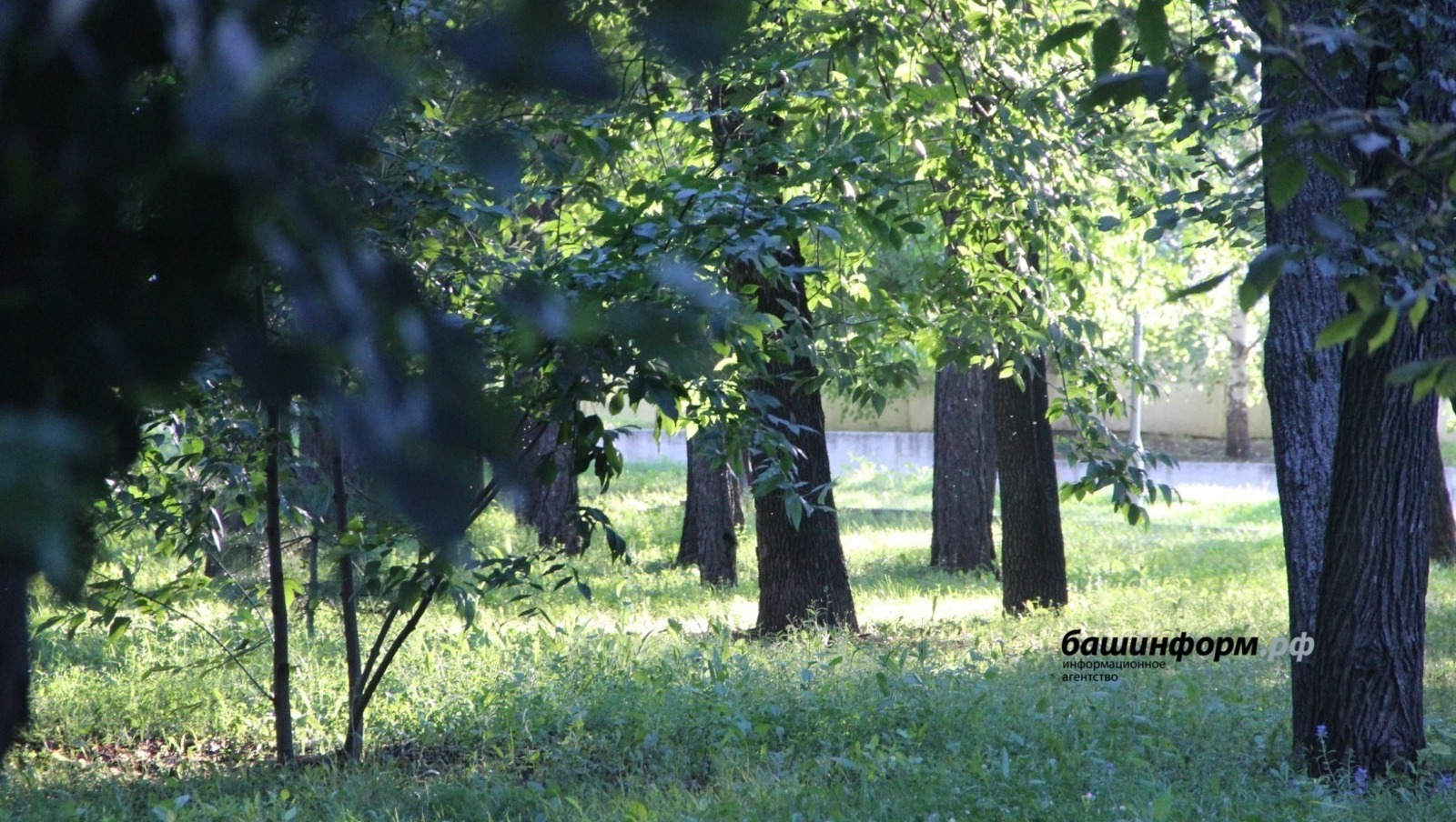 В Башкирии клещи покусали более 8,6 тысячи человек