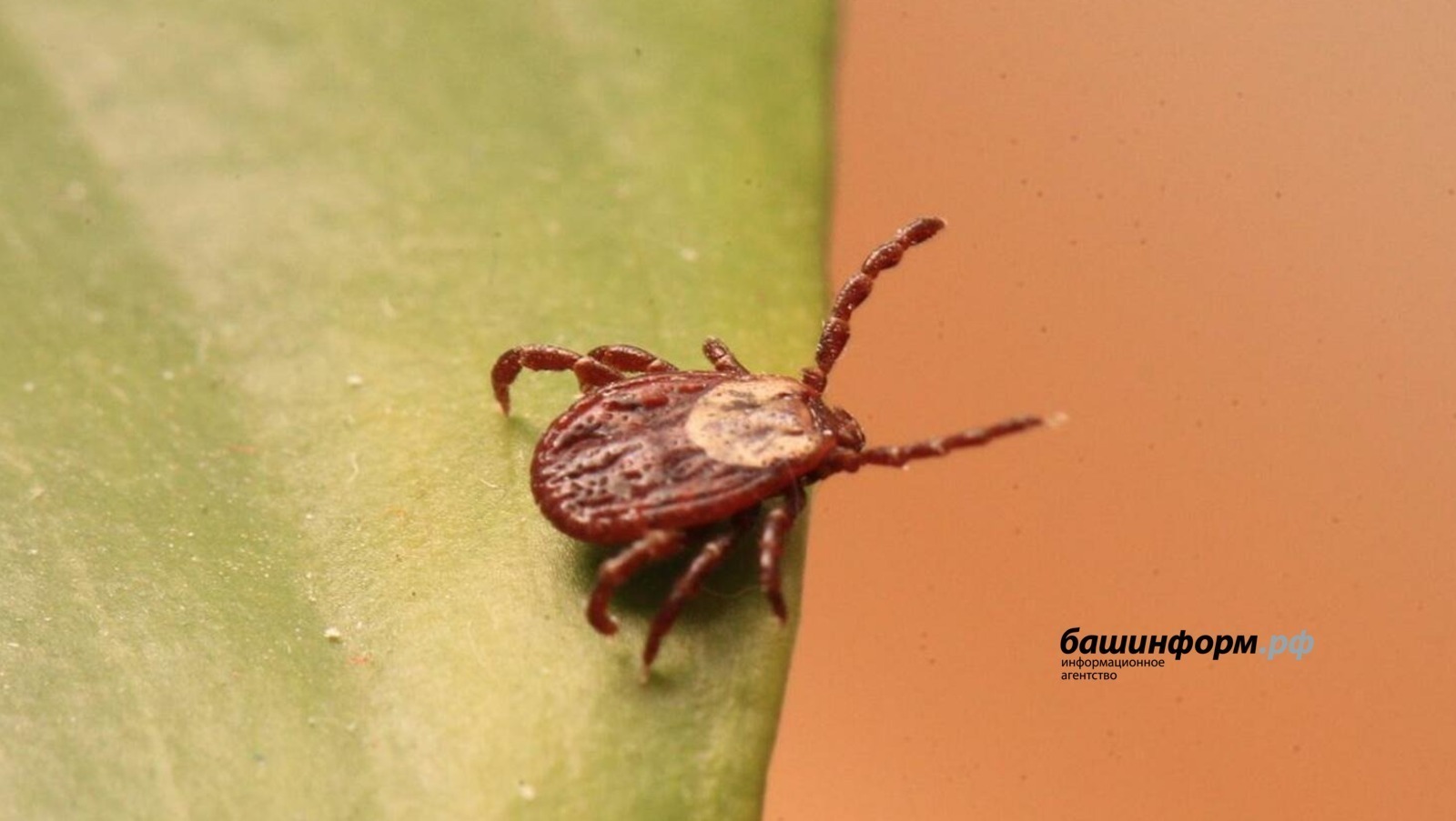 В Башкирии на укусы клещей пожаловались 2356 человек
