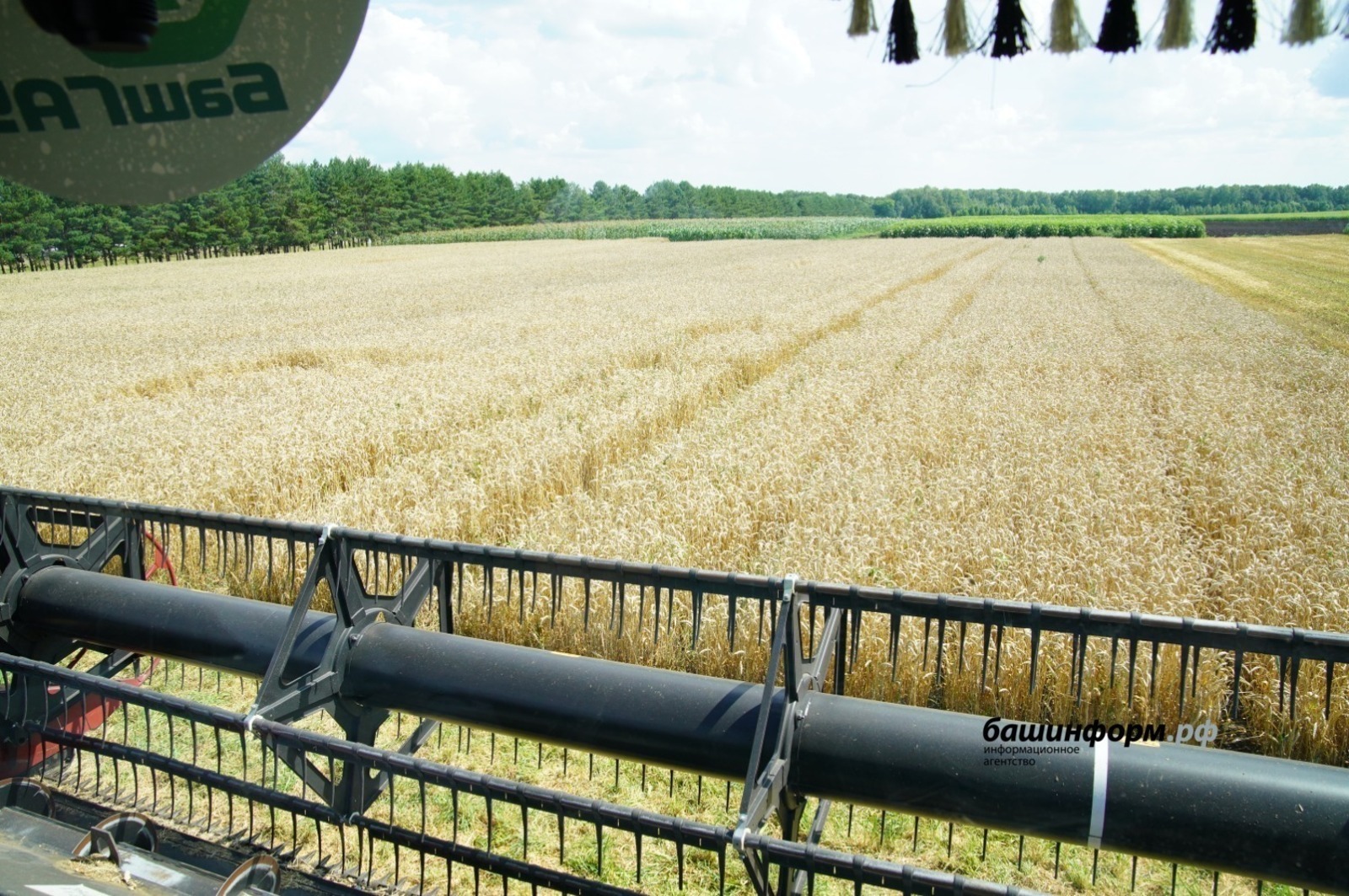 Башкирия экспортировала 200 тысяч тонн зерна