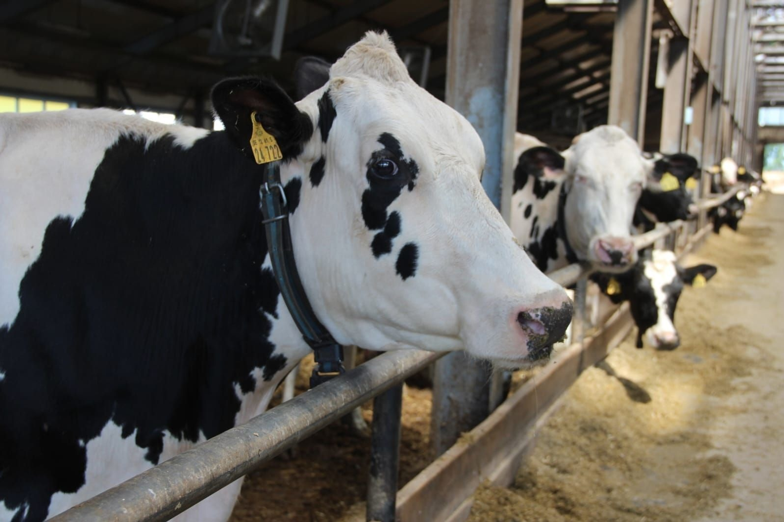 В Башкирии выросло производство молока