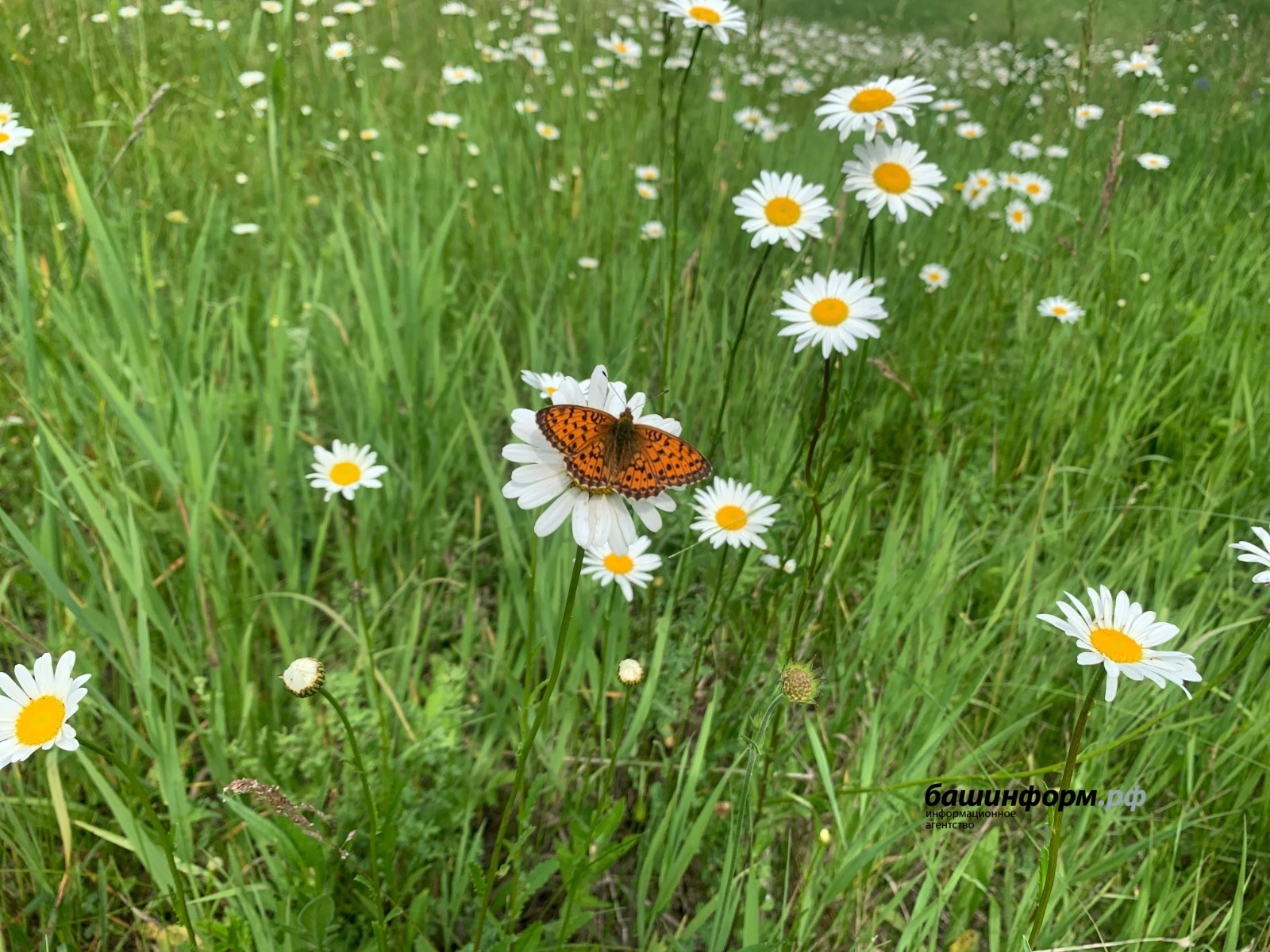 Медики Башкирии рассказали, как спастись от «летней» аллергии