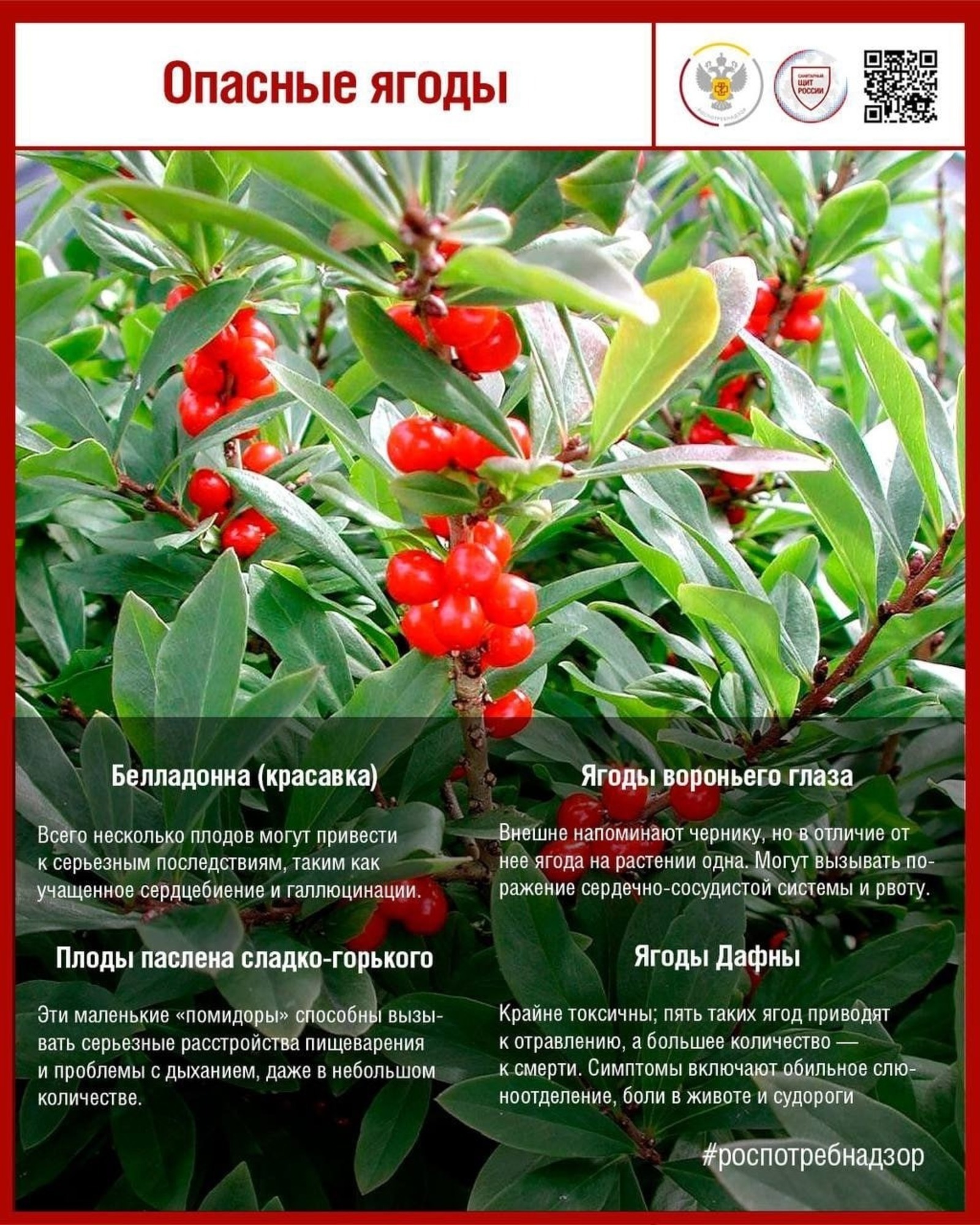 Жителей Башкирии предупредили об опасных ягодах