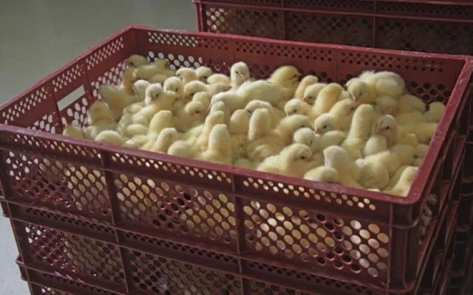 Башкирия значительно увеличила экспорт молодняка сельскохозяйственной птицы