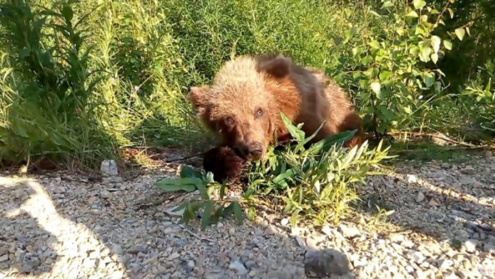 В Башкирии медведи не давали туристам спуститься с горы
