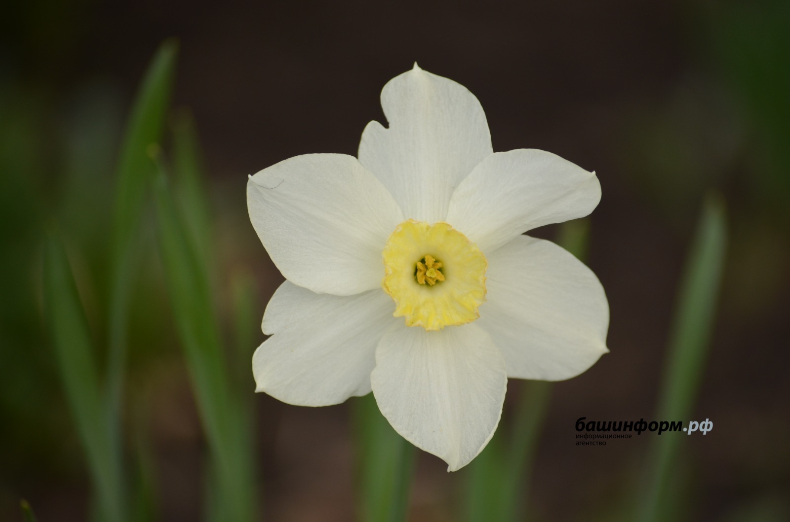В Башкирии в предстоящие выходные будет тепло и без осадков