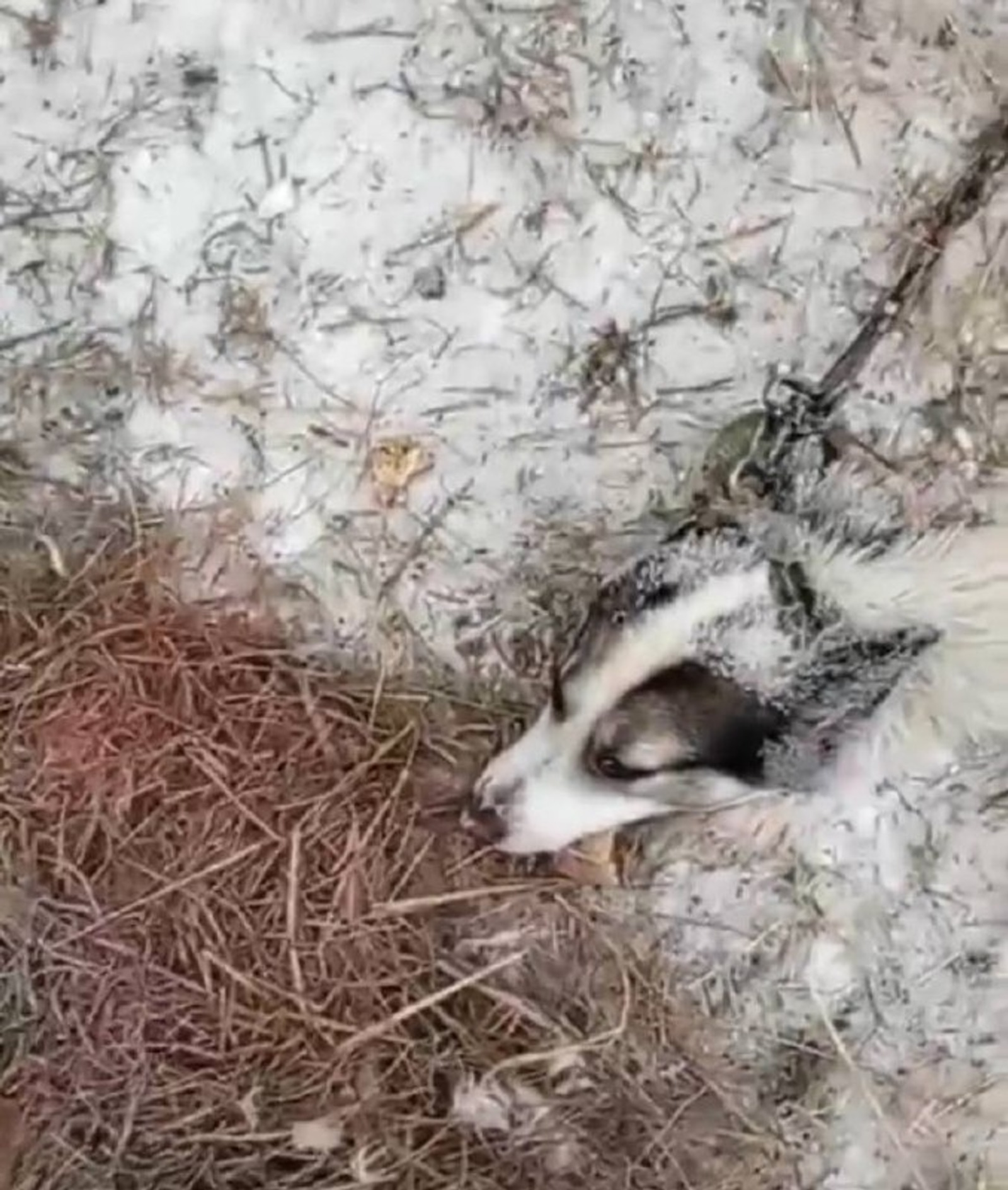 В деревне Башкирии волки загрызли собаку на цепи