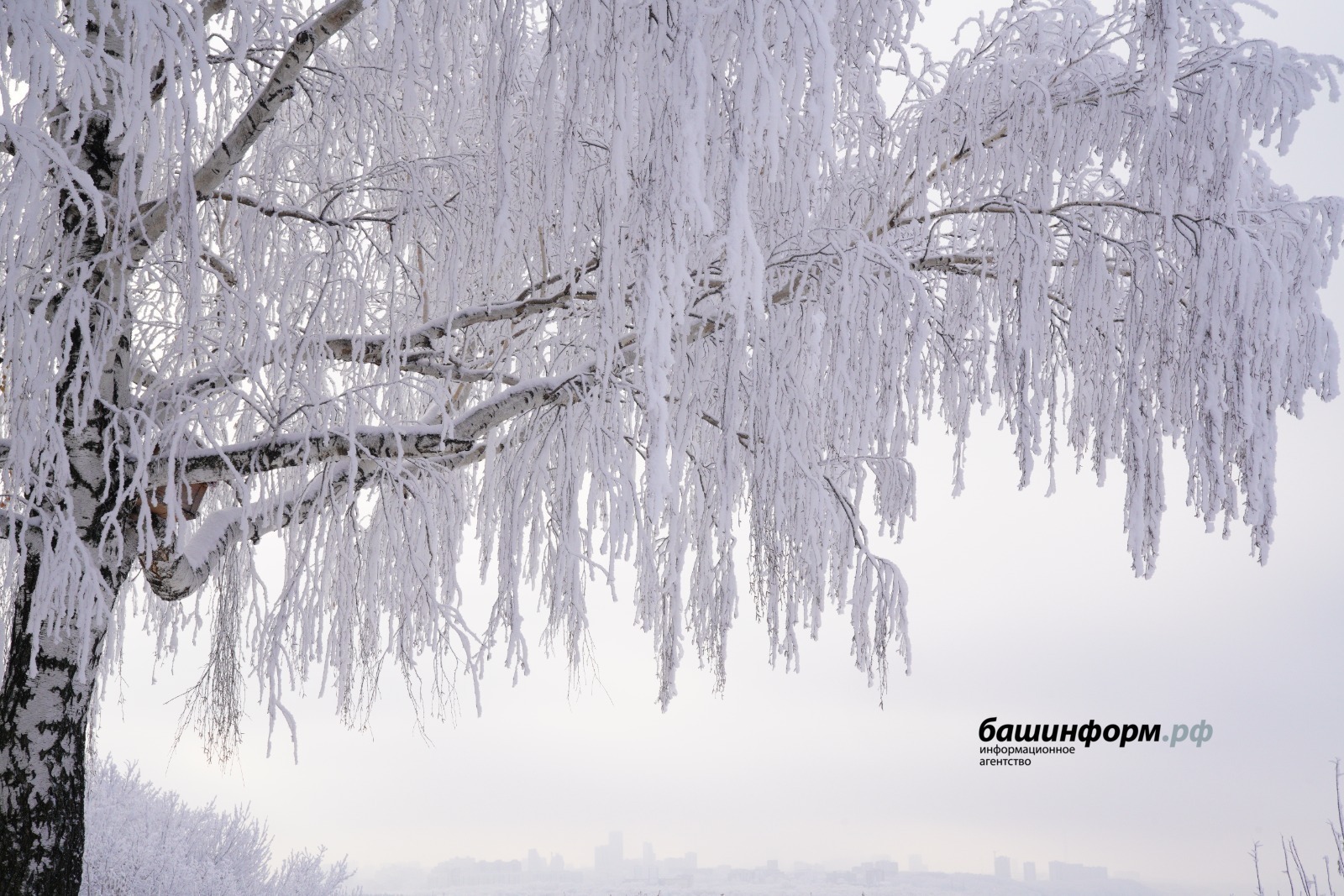В Башкирии заготовили более 3 тонн семян лесных растений