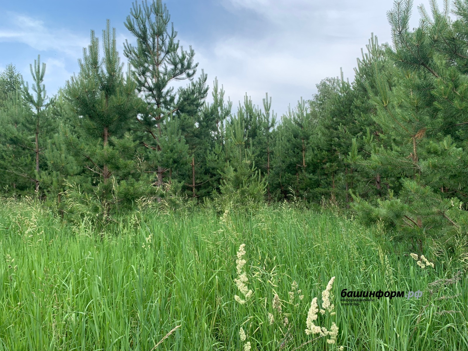 Сегодня в лесах Башкирии прогнозируется средний класс пожарной опасности