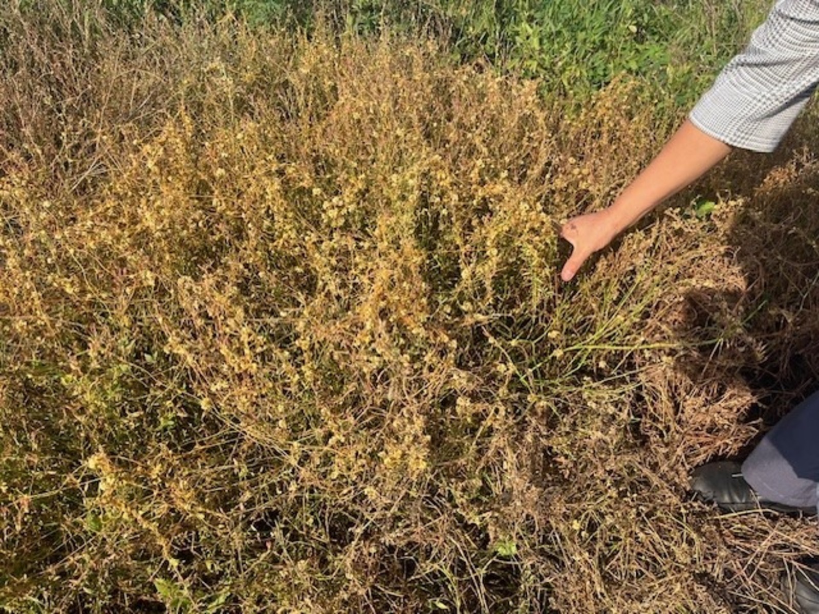 В двух районах Башкирии установили карантин из-за растения-паразита