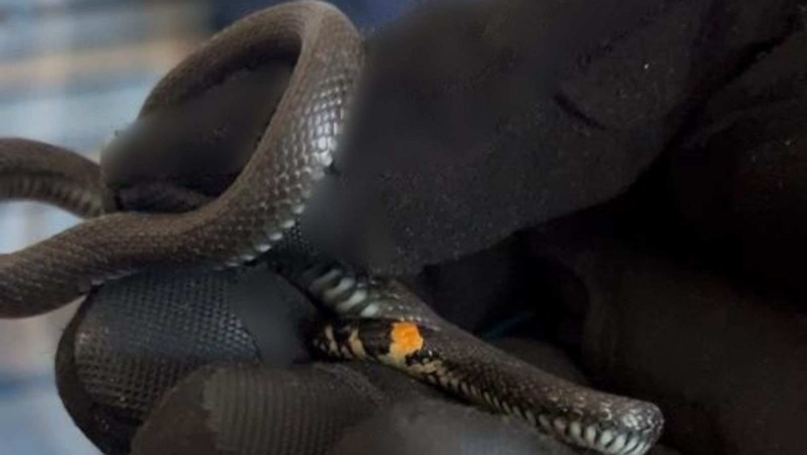 Уфимцы обнаружили в квартире змею