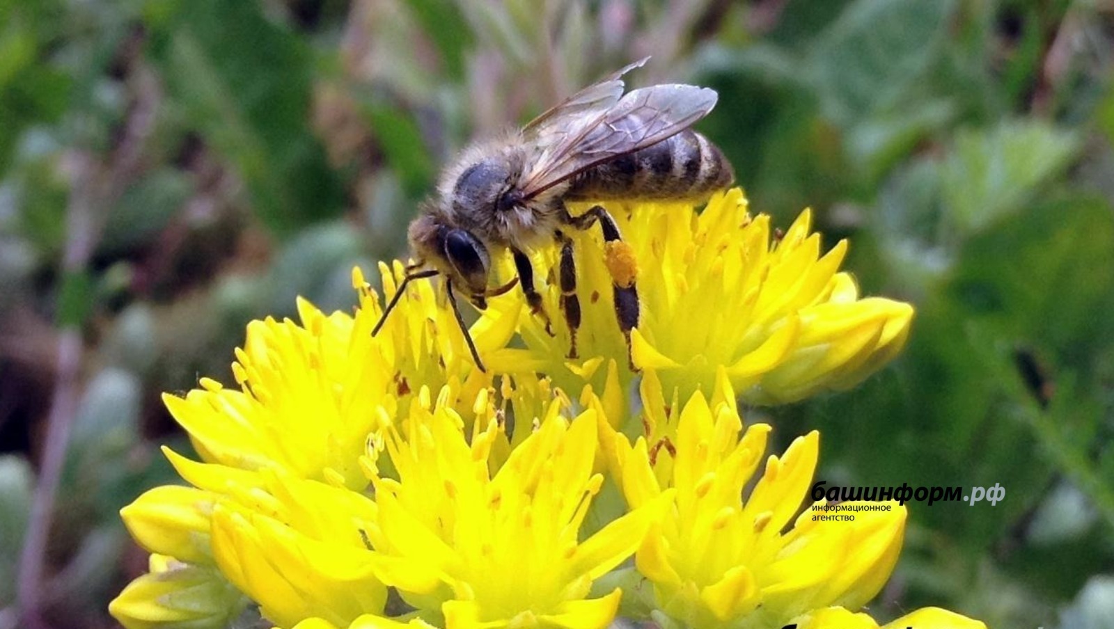 В Уфе врачи рассказали, что делать после укуса пчелы