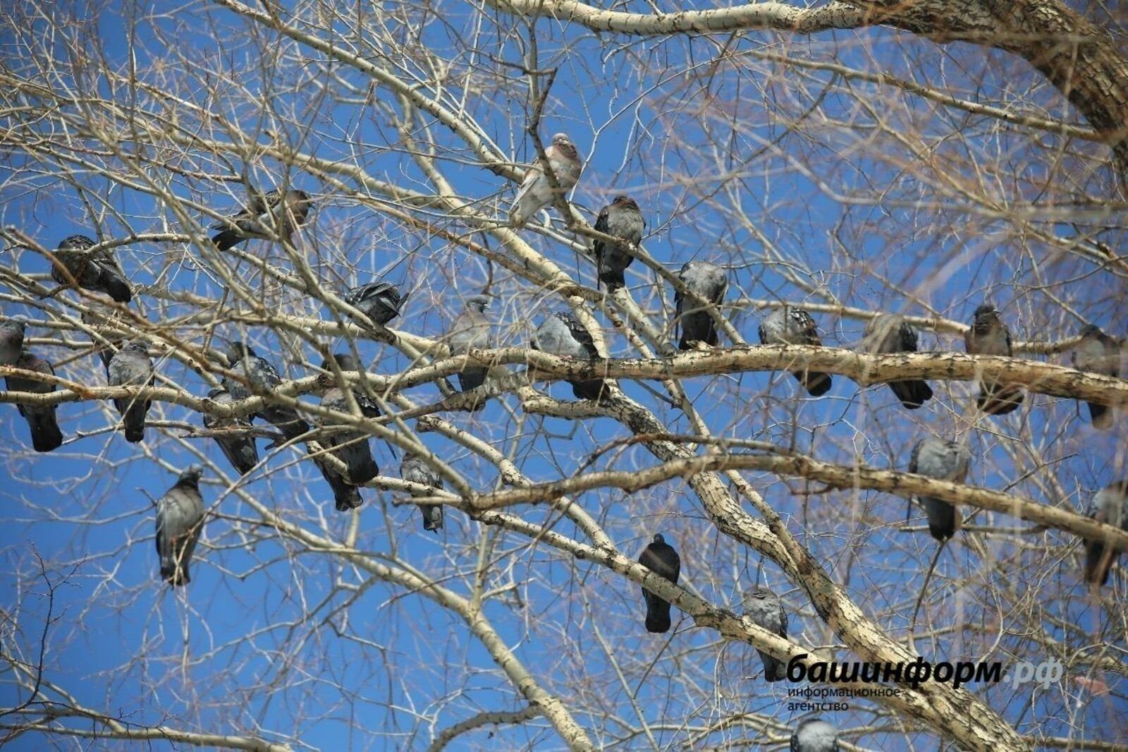 В Башкирии ожидается теплая погода с небольшими дождями