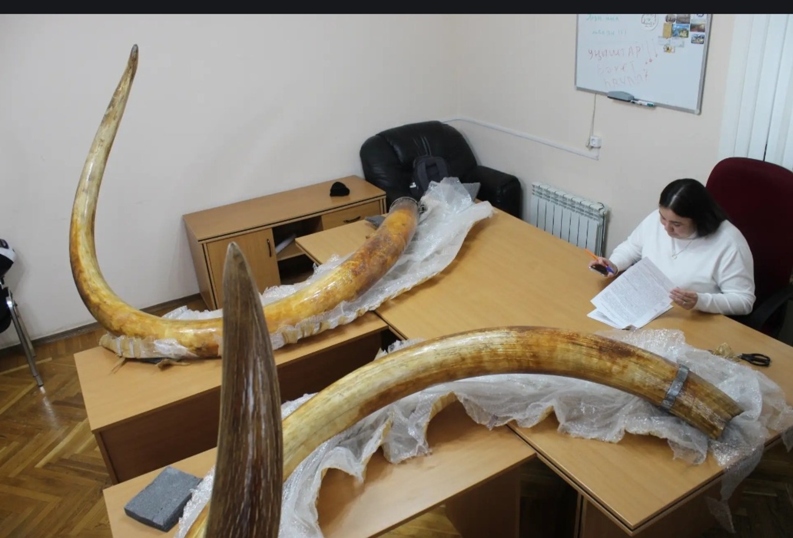 В Башкирии посетители музея «Шульган-Таш» увидят бивни мамонта-великана