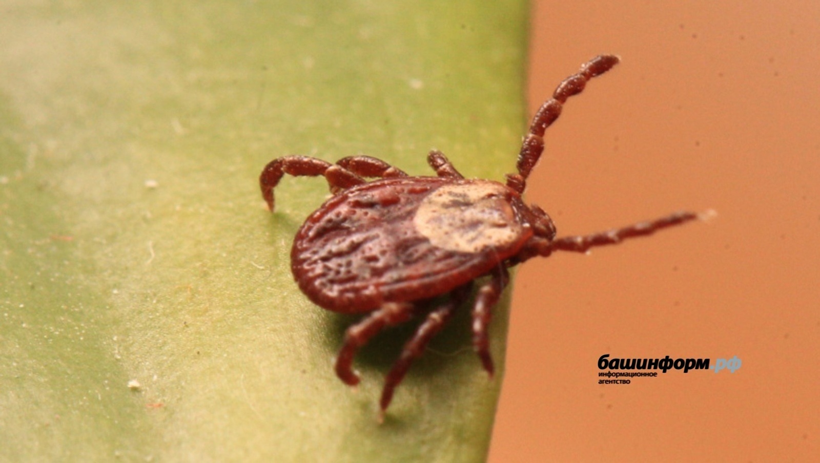 Жителей Башкирии предупредили о пробуждении клещей