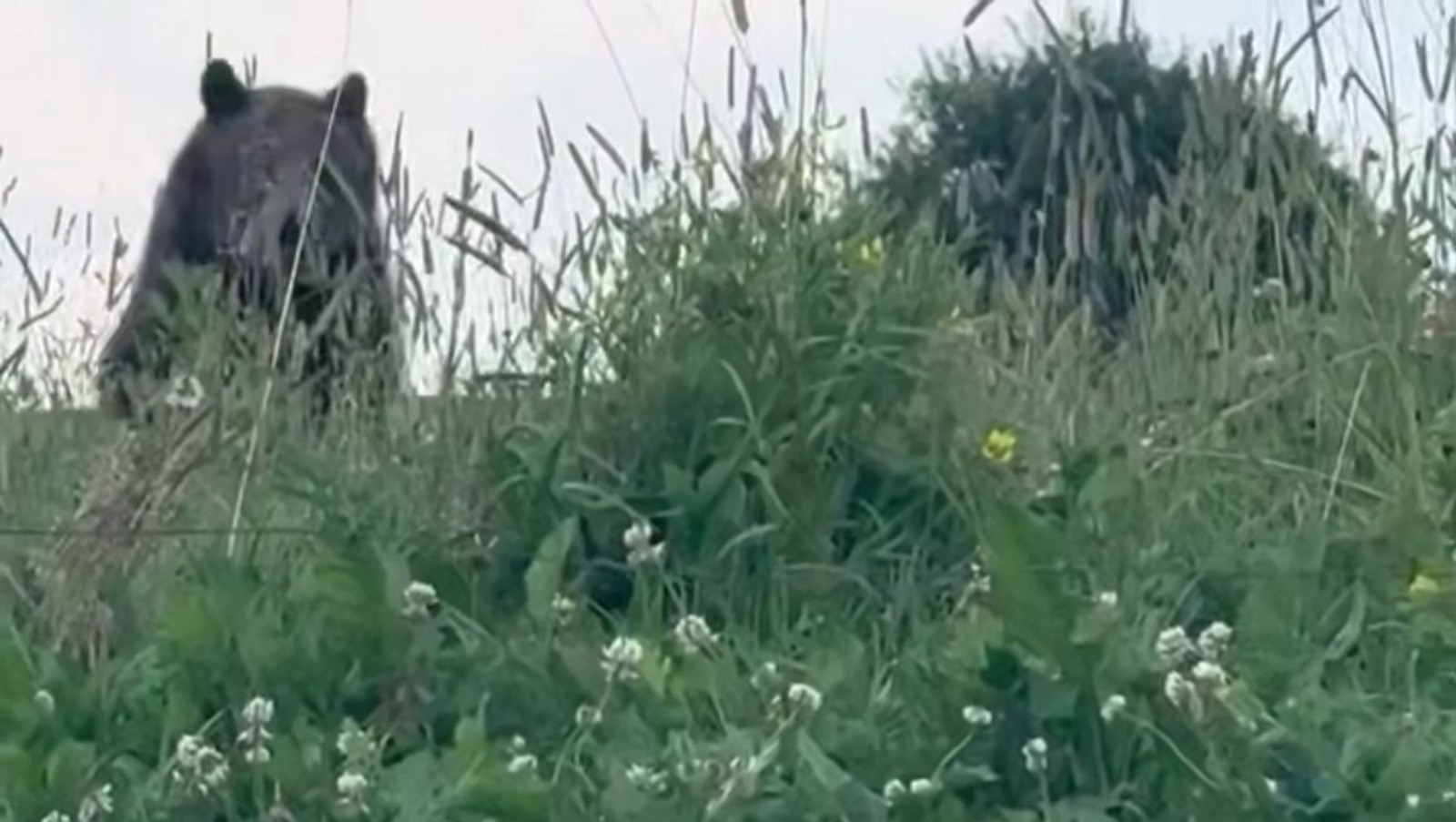 На певицу из Башкирии Гульназ Асаеву и её команду напал медведь