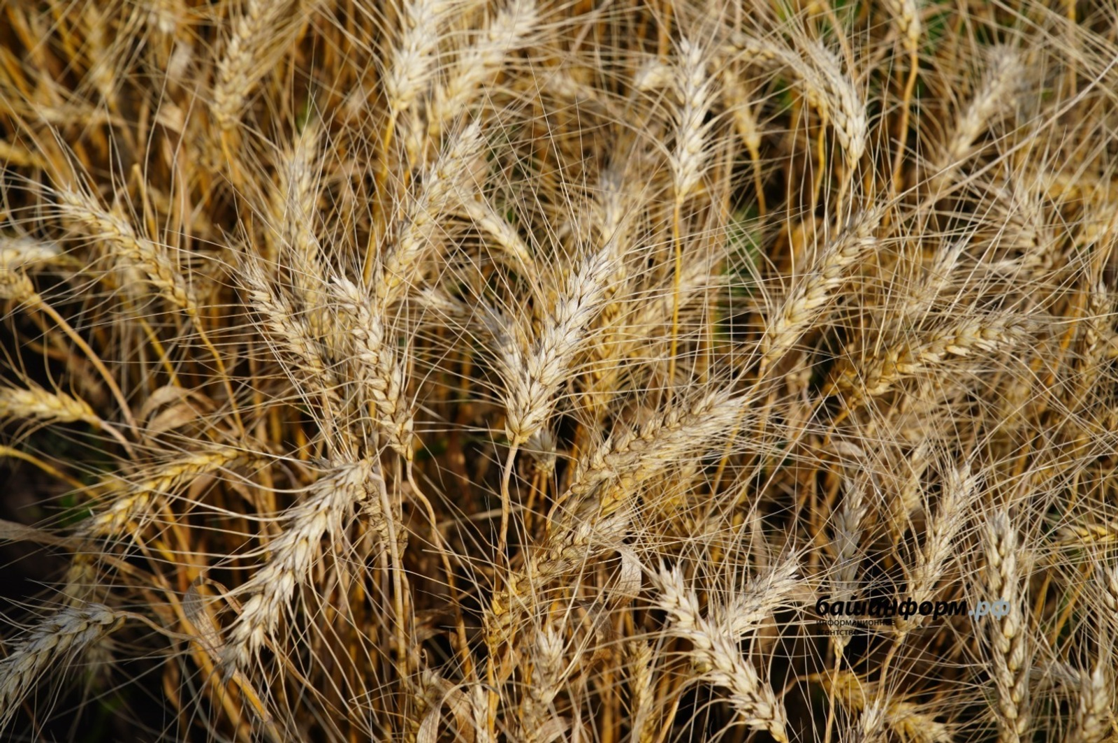 Башкирия увеличила продажи зерна в регионы по сравнению с 2024 годом