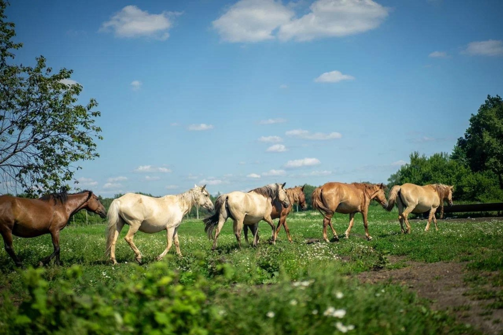 Башкирский кумыс становится важнейшим экспортным продуктом