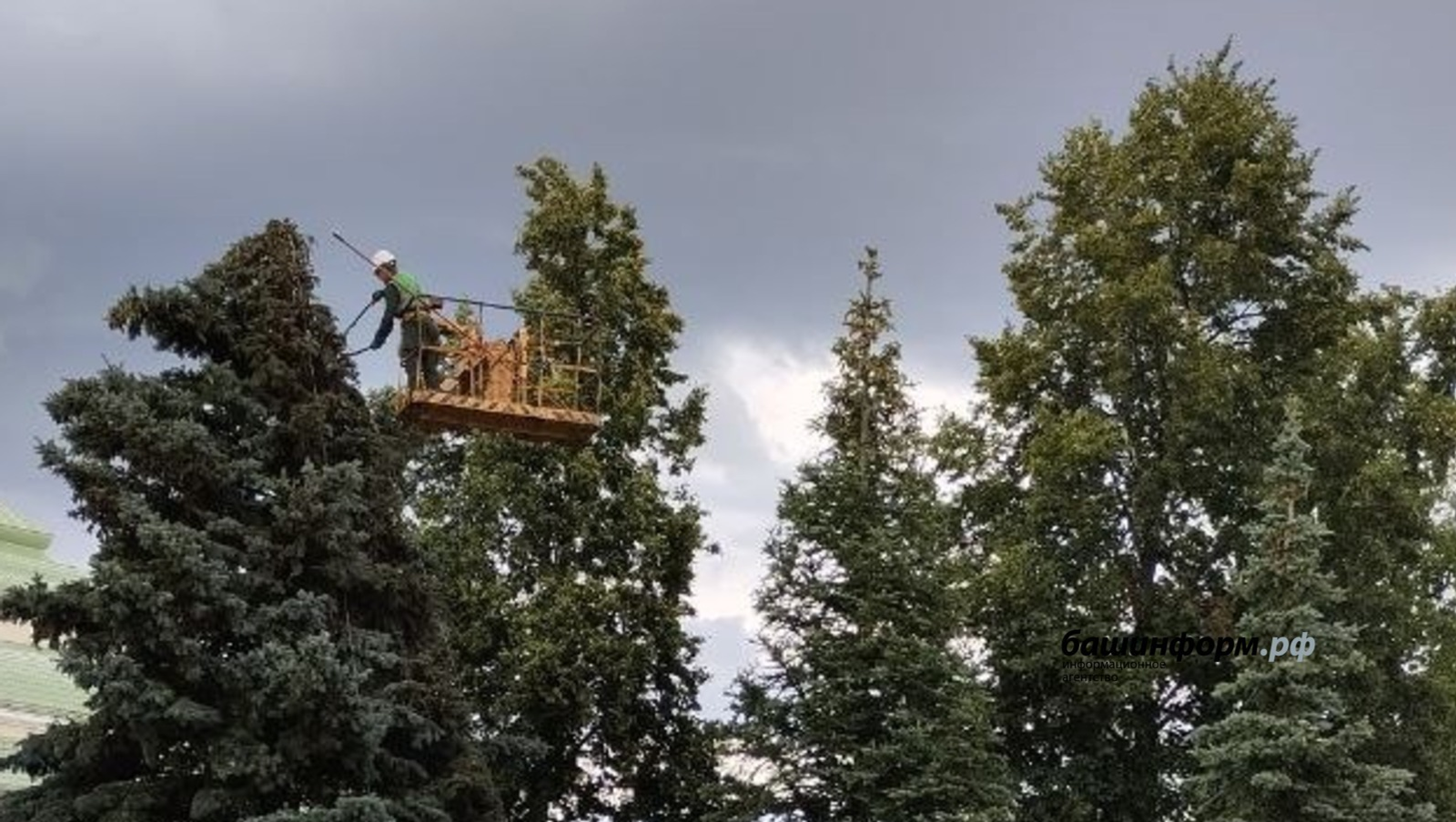 В парке имени Ленина в Уфе придали форму 304 деревьям