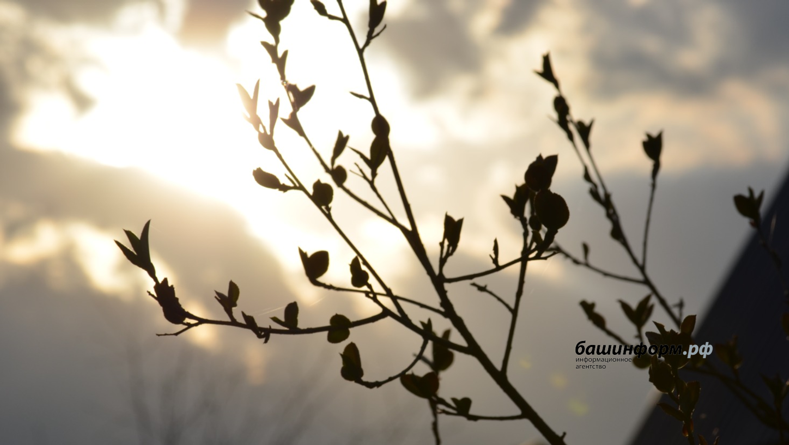 Жителей Башкирии предупредили о сильном ветре