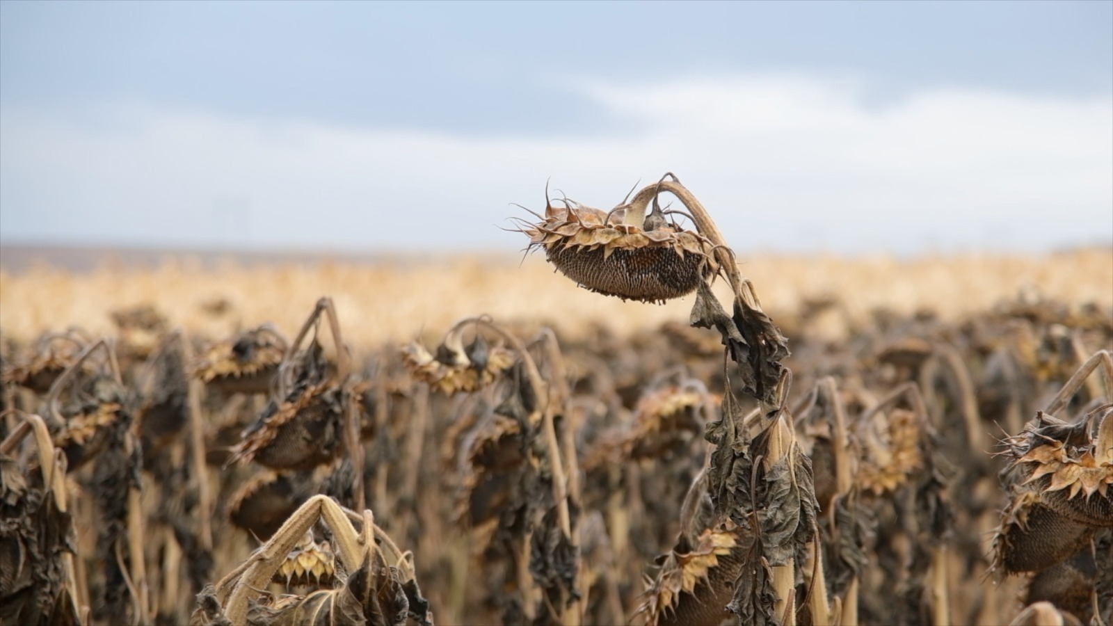 Посевы масличных в Башкирии увеличат до 700 тысяч гектаров