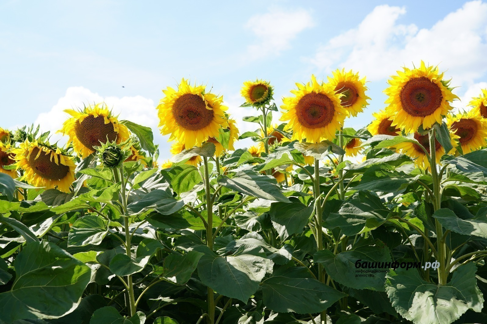 Башкирия экспортировала в Марокко ценную кормовую добавку для животных