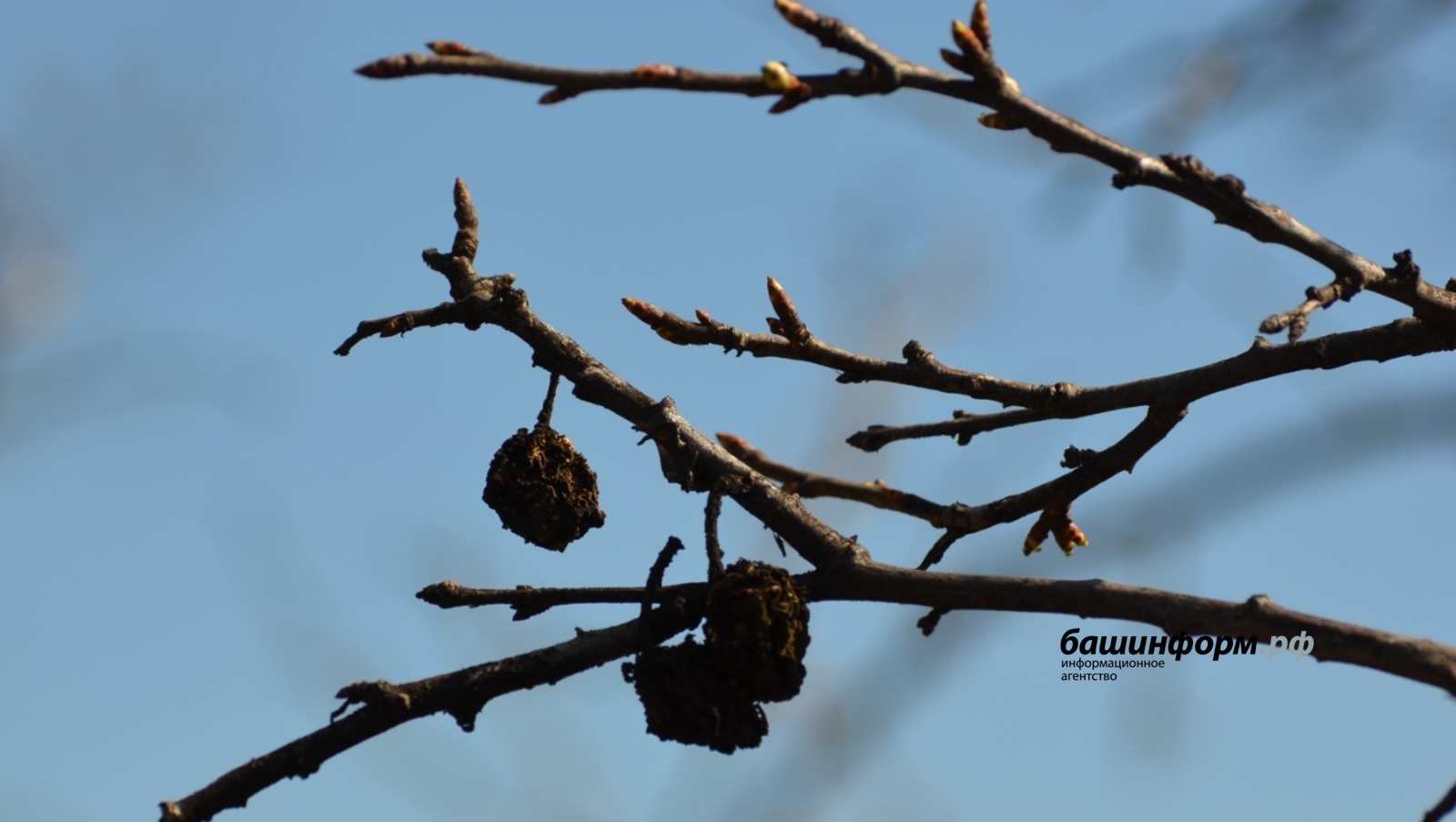 В Башкирии прогнозируются небольшие дожди и заморозки