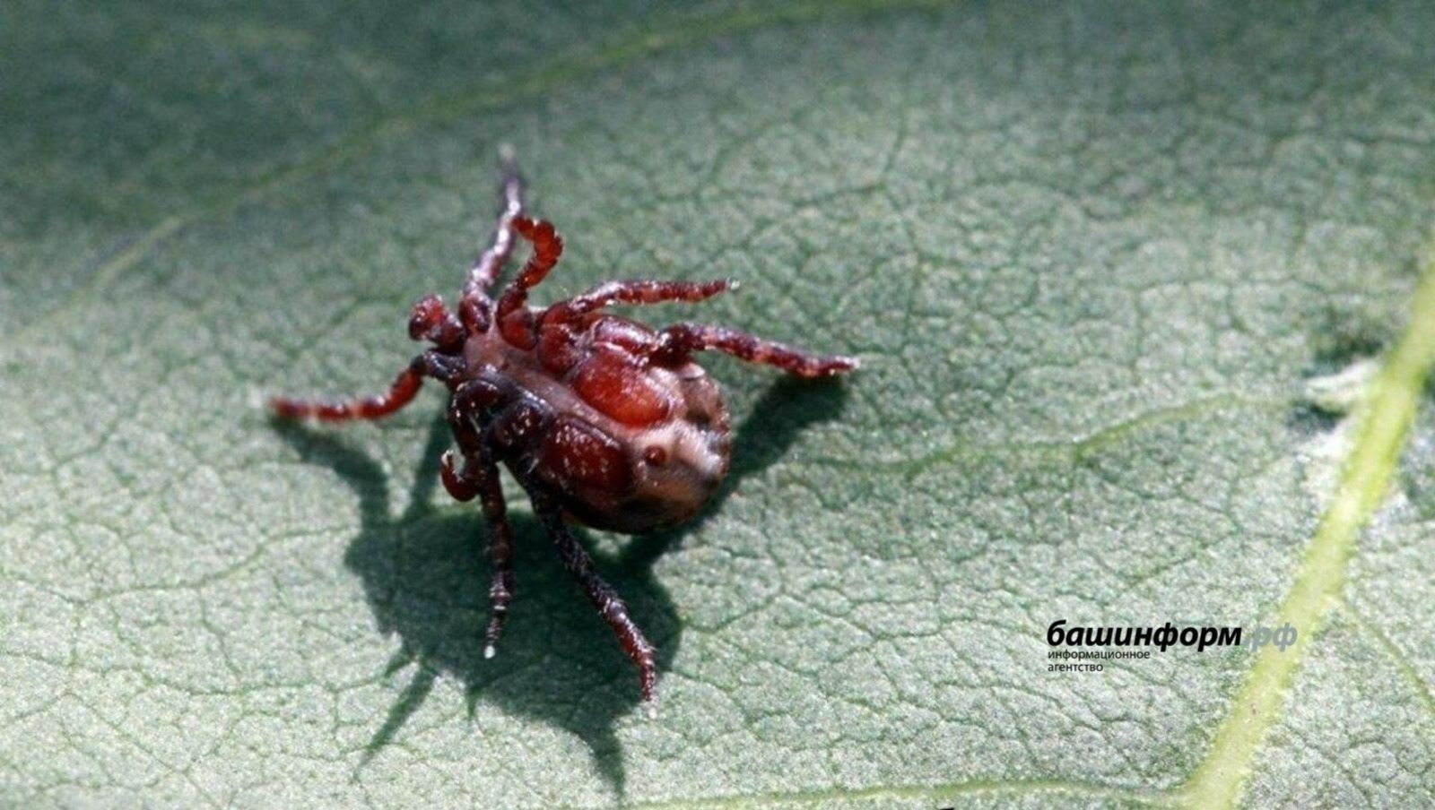 В Башкирии более 9,1 тысячи человек пострадали от присасывания клещей